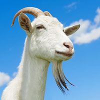 White goat with blue sky. Farm animal