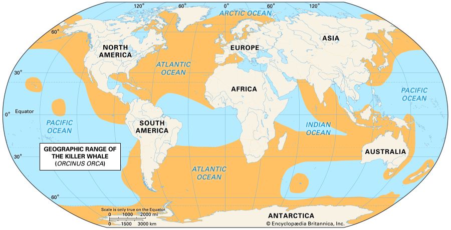 killer whale (Orcinus orca) distribution