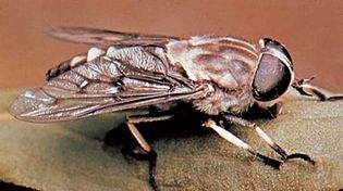 horse fly