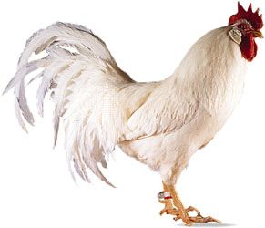 Single-comb White Leghorn cock.