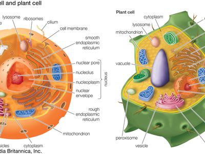 organelles of eukaryotic cells