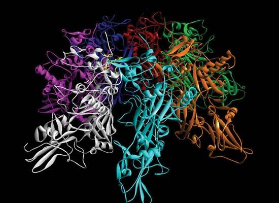 anthrax protein