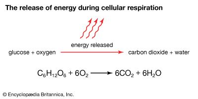 glycolysis; cellular respiration