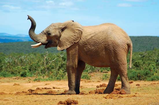 African savanna elephant