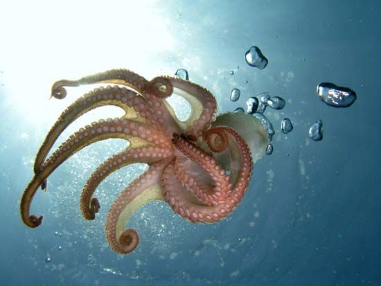 octopus