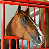 Horses. Equus caballus. Horse stable. A brown horse looks out from his stall through the window.