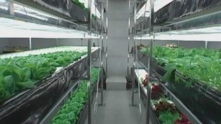 High-tech urban farming: A new hope for Japan?