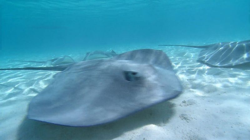 Fascinating world of stingrays in Tahiti and Moorea