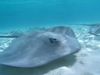 Fascinating world of stingrays in Tahiti and Moorea