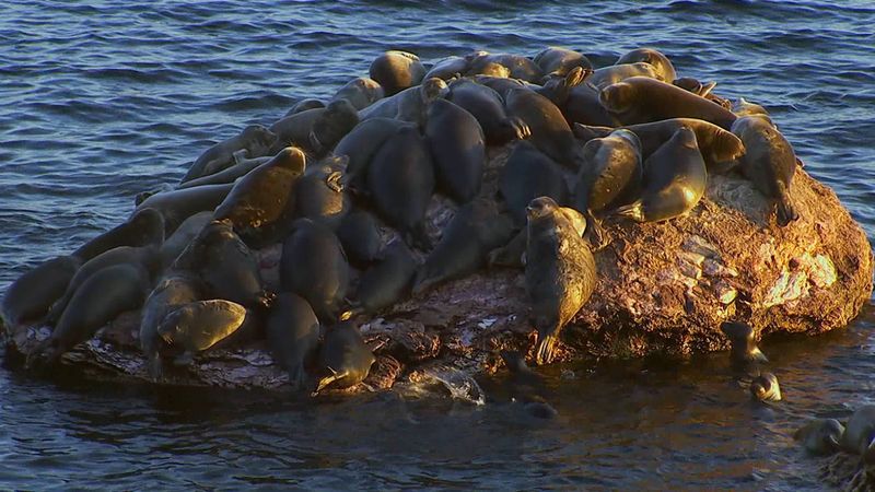 Discovering Lake Baikal's unique freshwater seals