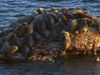 Discovering Lake Baikal's unique freshwater seals