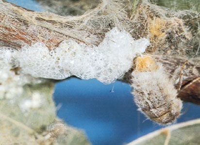 female tussock moth laying eggs