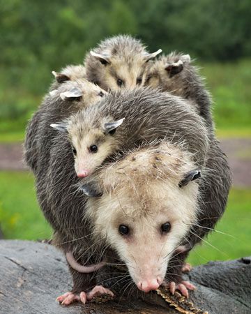 opossum