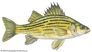 yellow bass