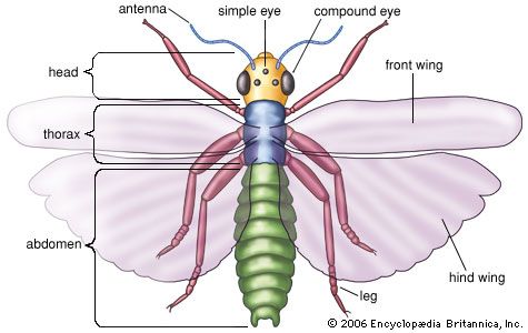 antenna: insect anatomy