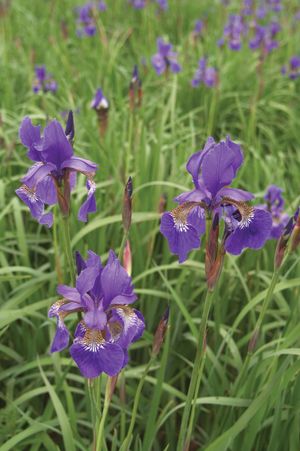 Siberian iris