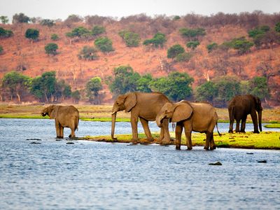 African elephants