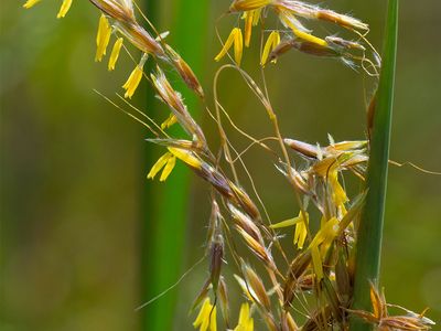 Indian grass (Sorghastrum nutans)