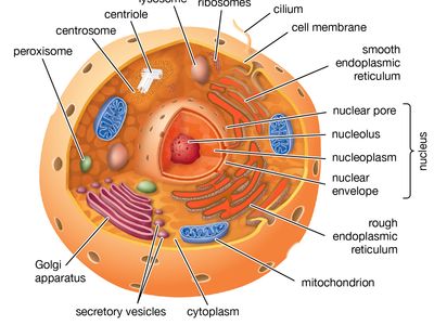 eukaryotic cell