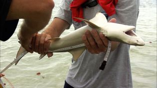 Life at a South Pacific shark nursery