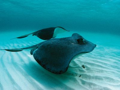 southern stingray (Dasyatis americana or Hypanus americanus)