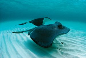 southern stingray (Dasyatis americana or Hypanus americanus)