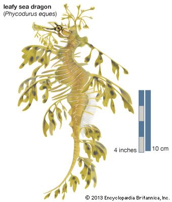 leafy sea dragon