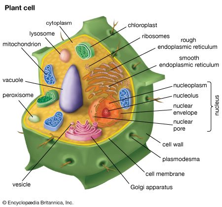 Plant cell