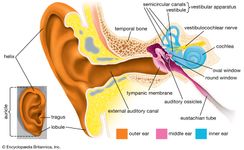 ear structures