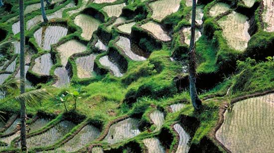 Bali: rice paddy