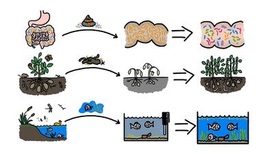 Investigate an experiment demonstrating the advantages of microbiota transplantation therapy in treating Clostridium difficile infection