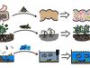 Investigate an experiment demonstrating the advantages of microbiota transplantation therapy in treating Clostridium difficile infection