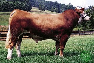 Simmental bull.