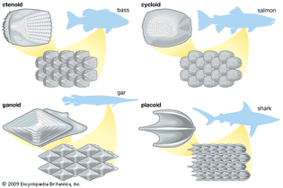 types of fish scales