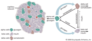 How the islets of Langerhans work