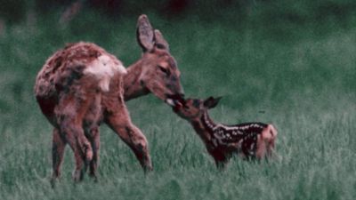 Watch a doe give birth to a pair of fawns and then care for them and guide them