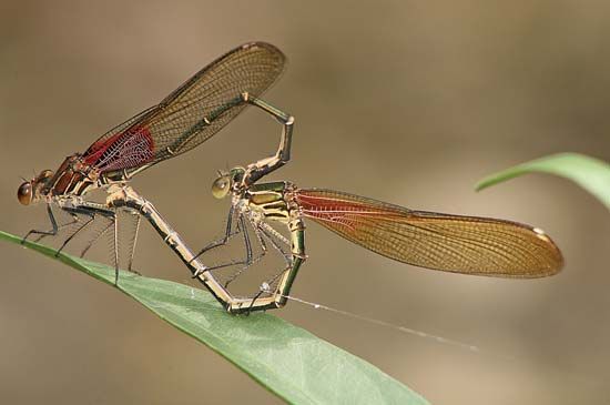 Two American rubyspot damselflies (Hetaerina americana) mating.