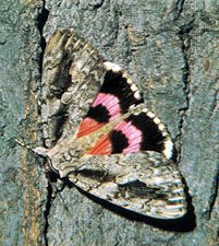 underwing moth