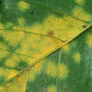 Coffee rust pustules