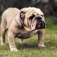 Bulldog; dog