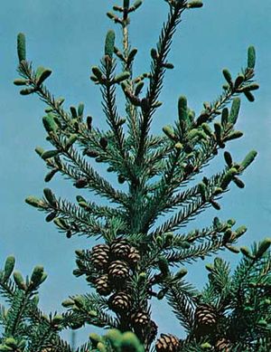 Black spruce (Picea mariana)