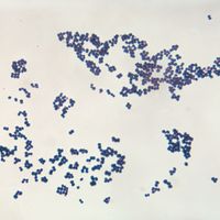 Staphylococcus aureus