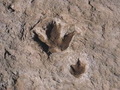 fossil