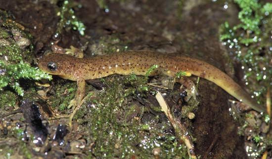 olympic torrent salamander (Rhyacotriton olympicus)