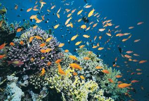 Coral reef in the Red Sea