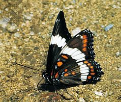 white admiral