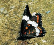 white admiral