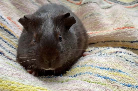 guinea pig (Cavia porcellus)