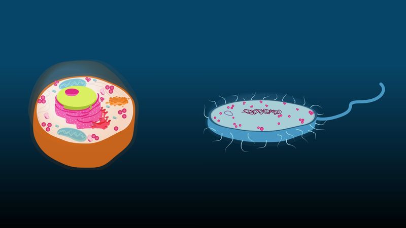 The difference between eukaryote and prokaryote cells