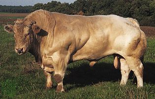 Belgian Blue bull.